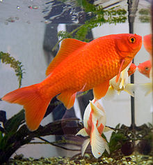 An image of a goldfish